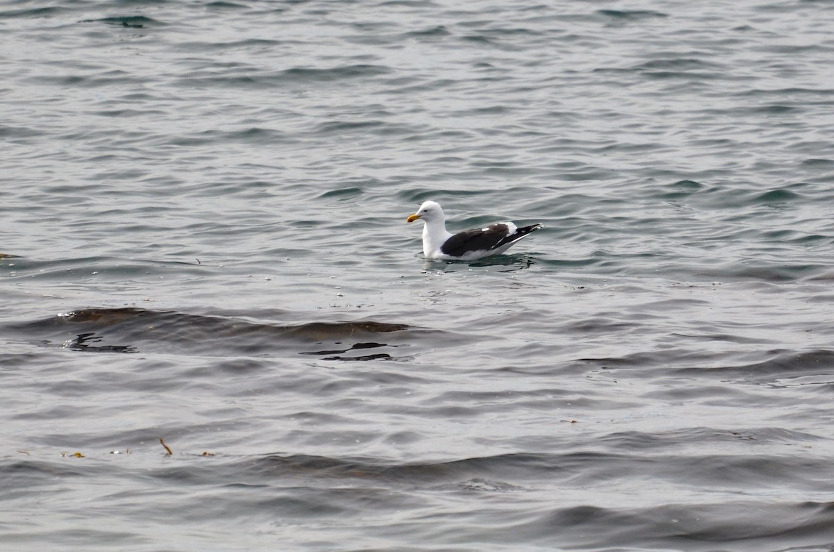 Kelp Gull - ML387544211