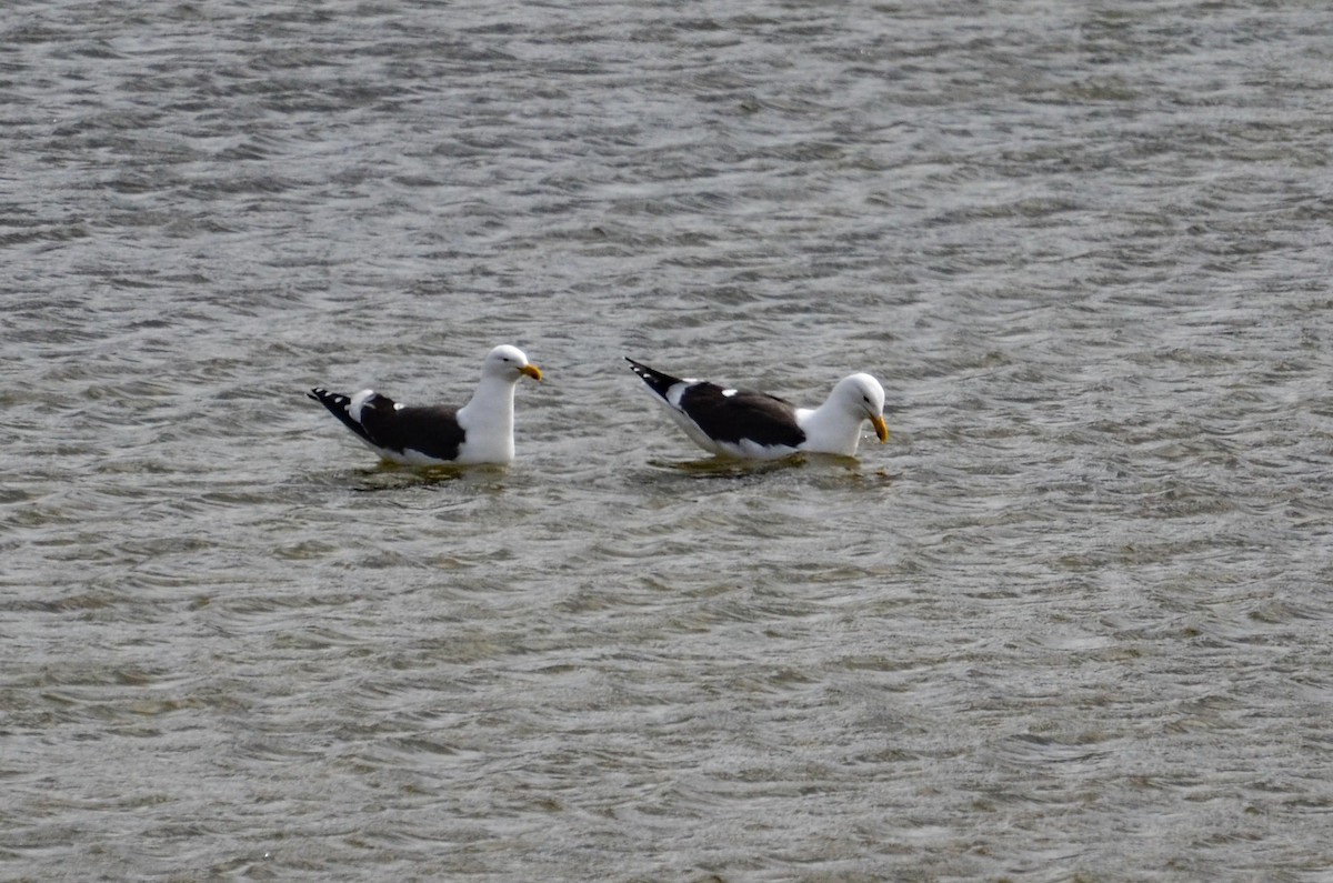 Gaviota Cocinera - ML387544331