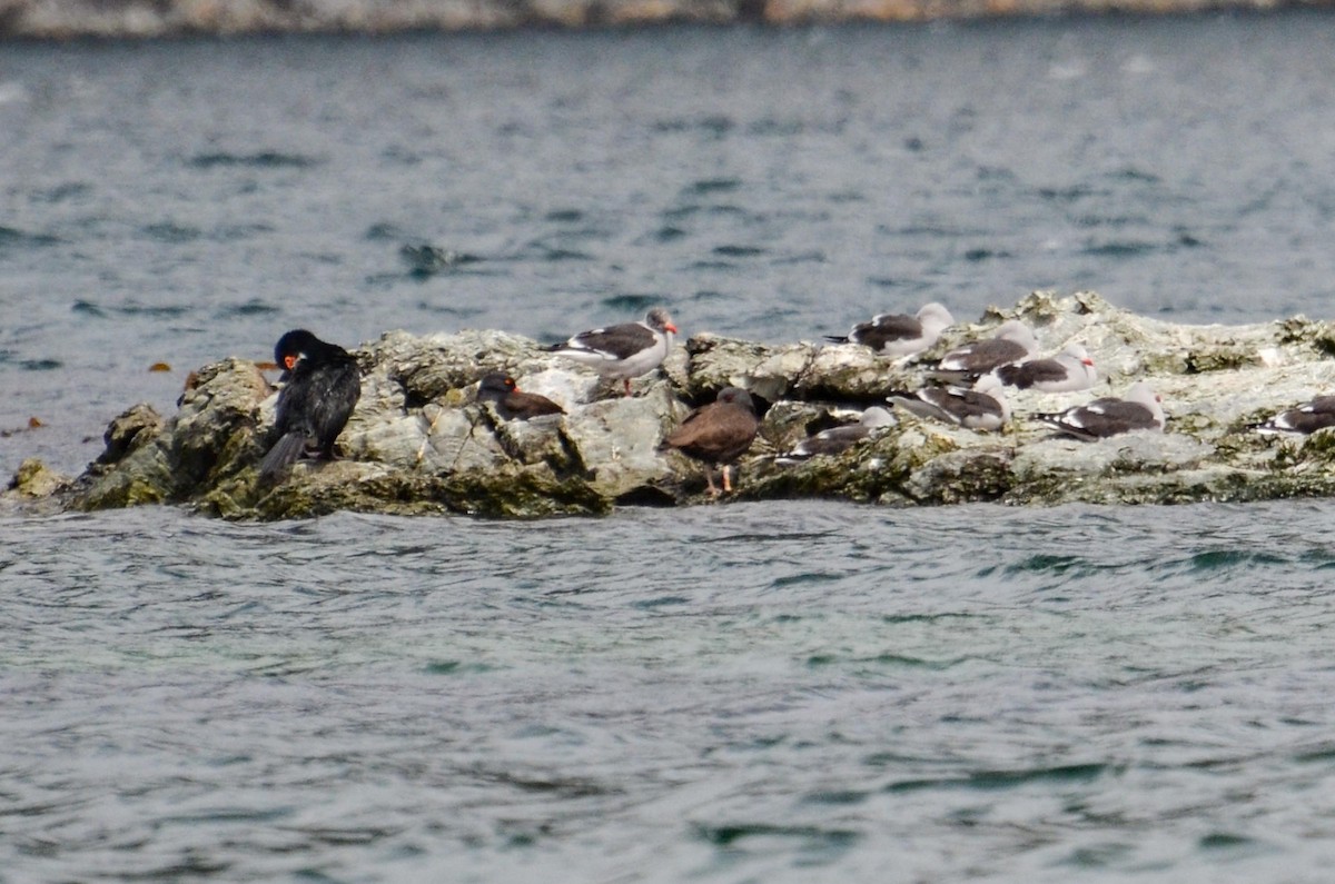 Blackish Oystercatcher - ML387544741