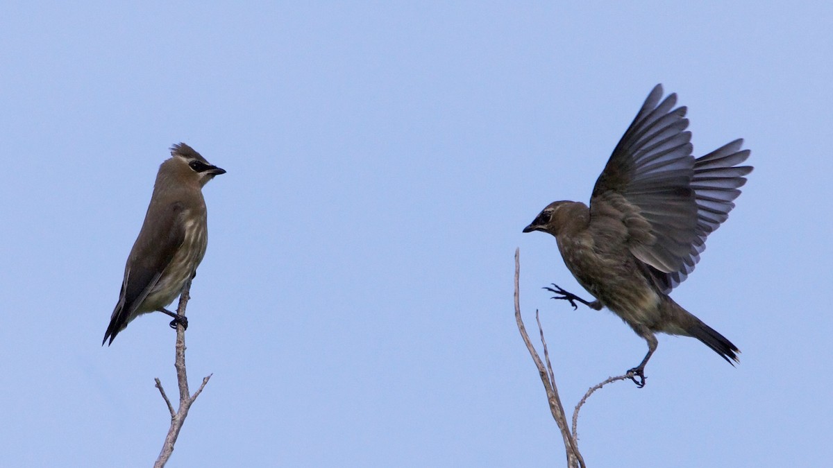 Cedar Waxwing - ML387545101