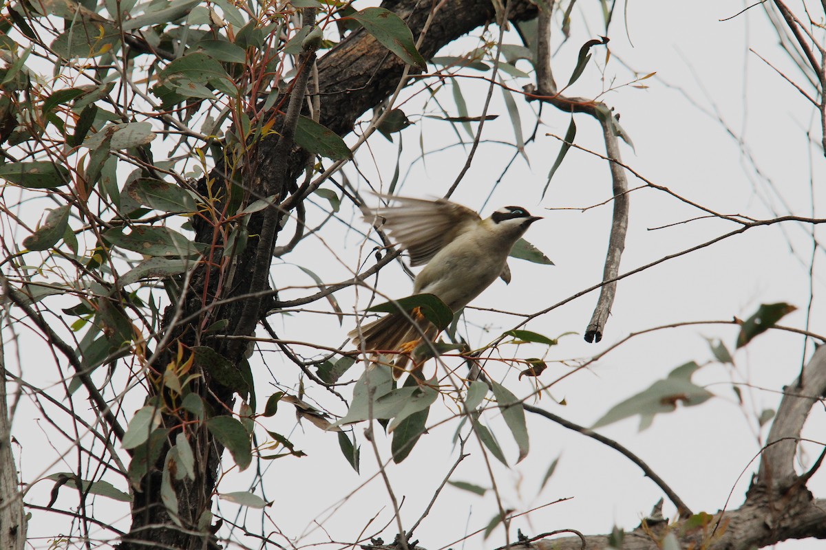 Black-chinned Honeyeater - ML387549381