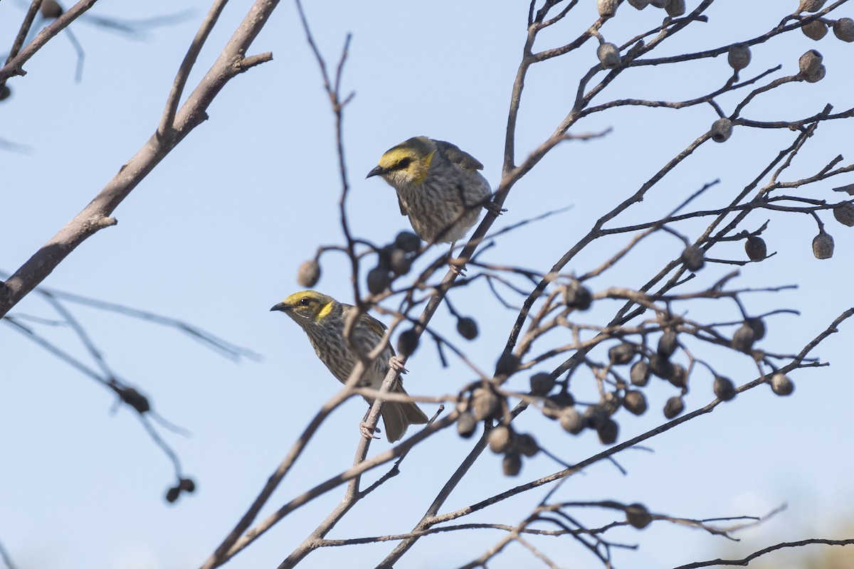 Yellow-plumed Honeyeater - ML387551511