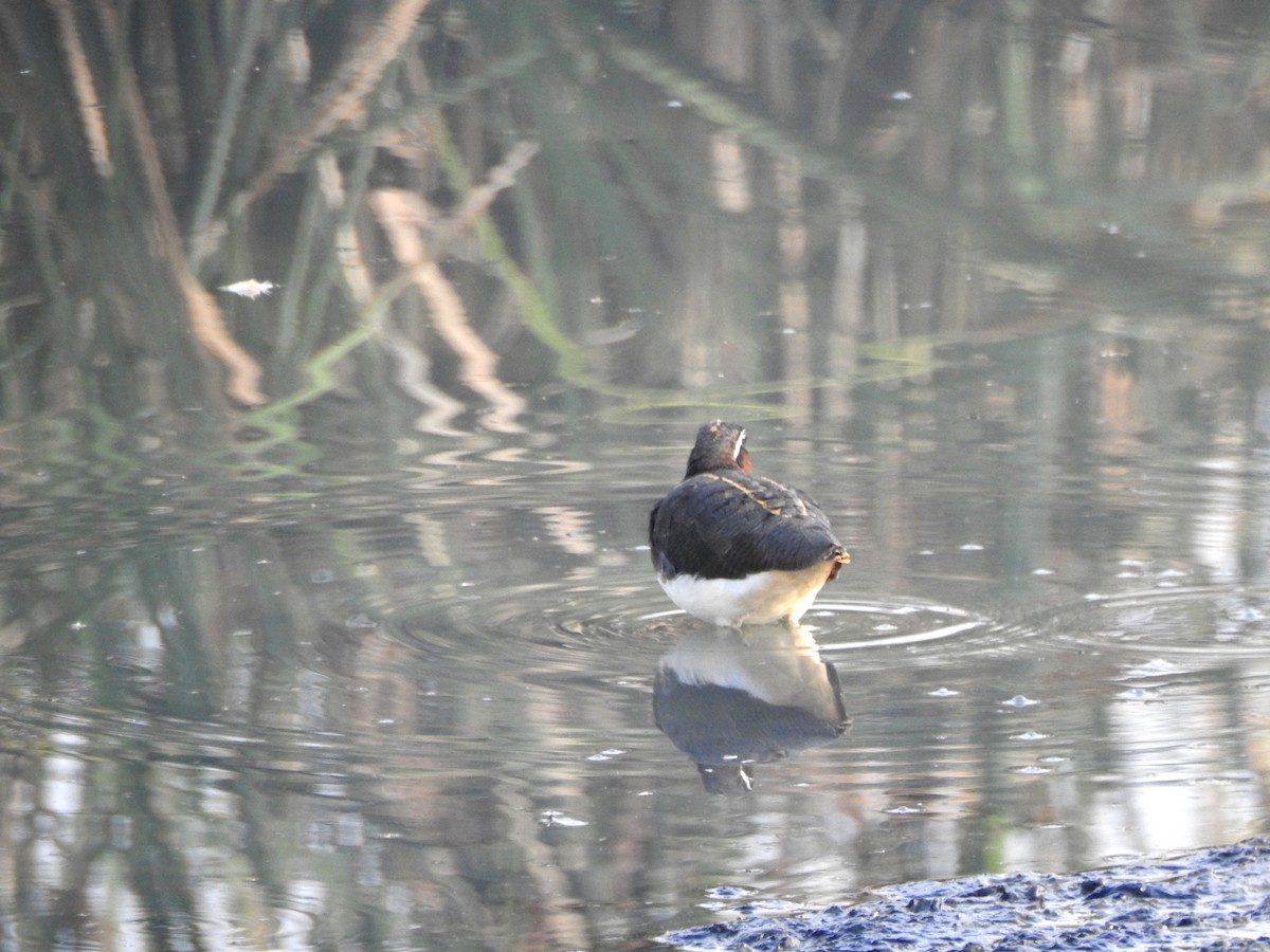 Greater Painted-Snipe - ML387553151