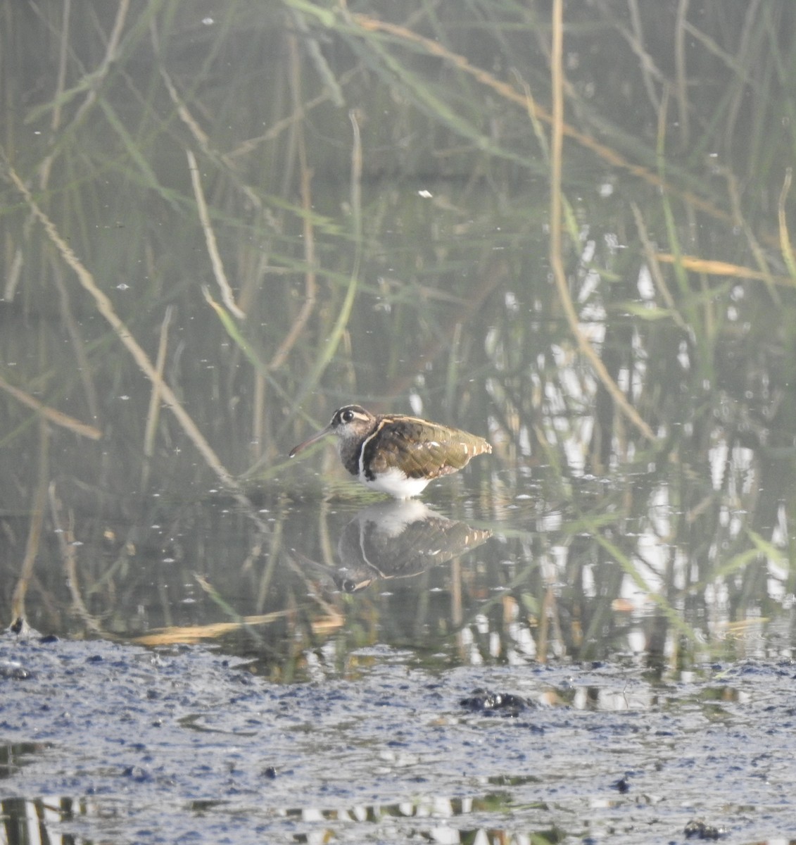 Greater Painted-Snipe - ML387553191