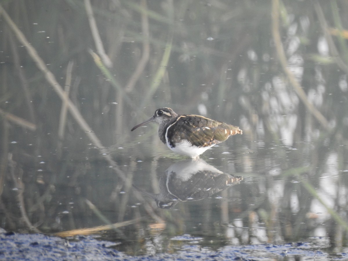 Greater Painted-Snipe - ML387553201