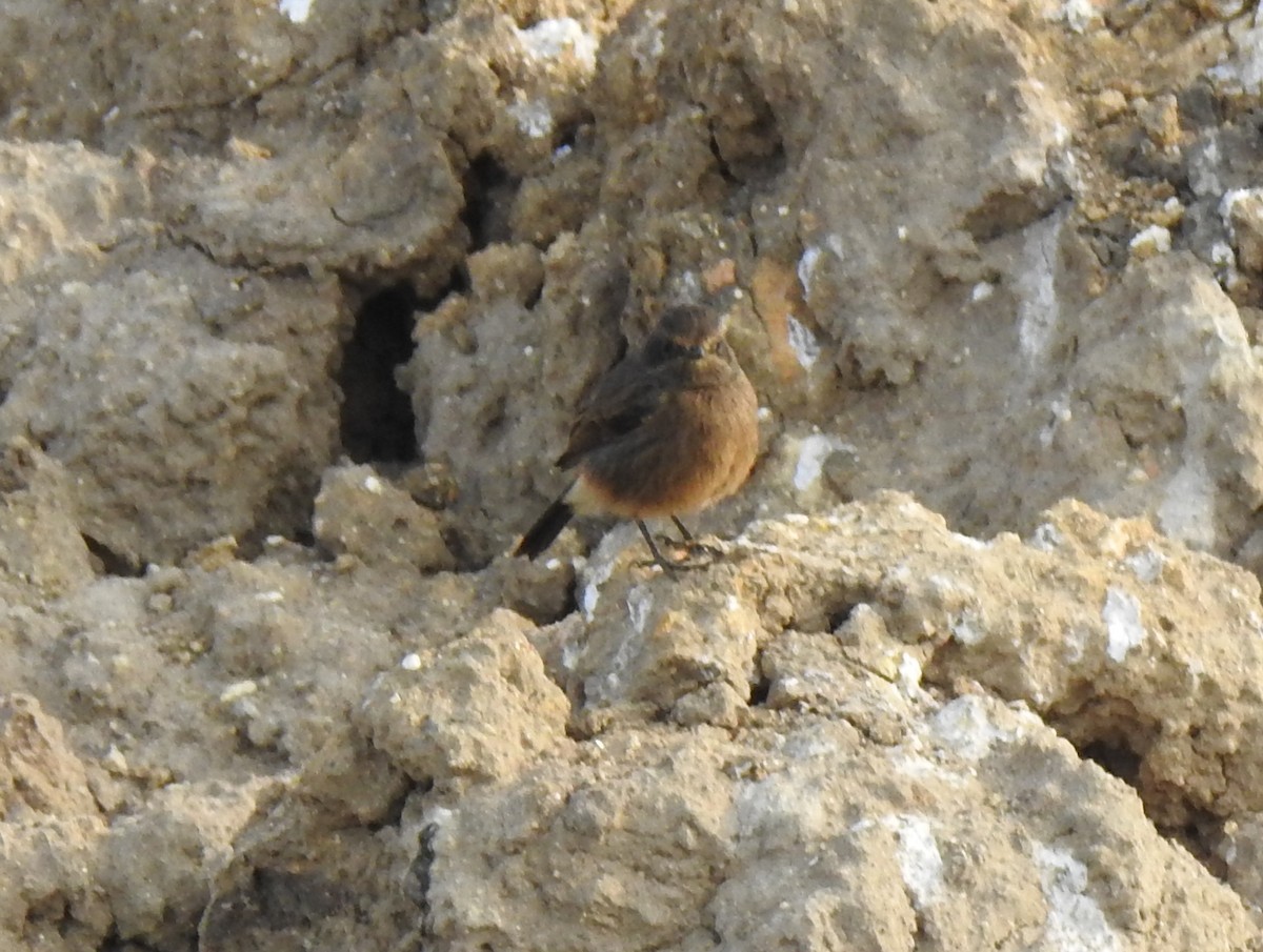 Pied Bushchat - ML387553471