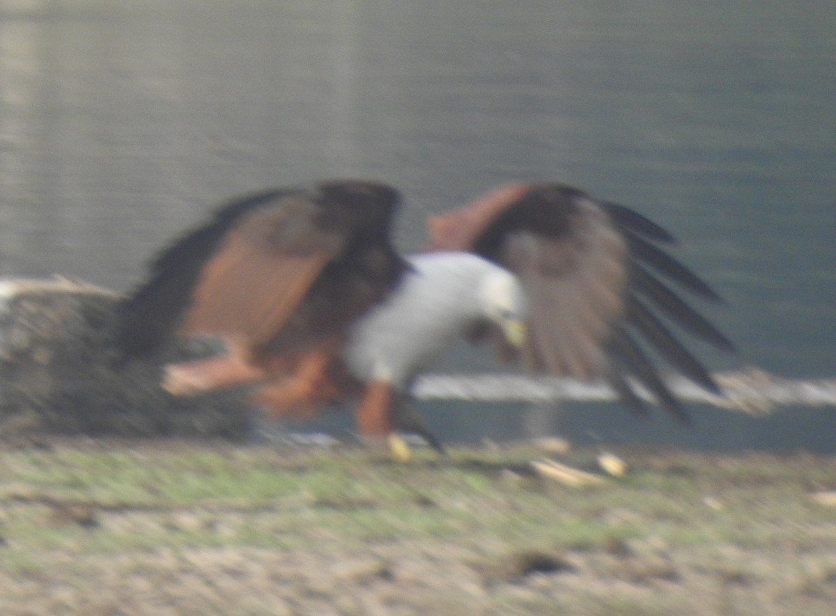 Brahminy Kite - ML387553831