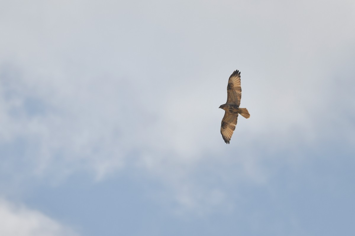 Eastern Buzzard - ML387554181