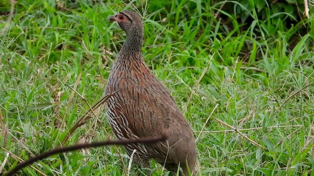 Gray-breasted Spurfowl - ML387554281