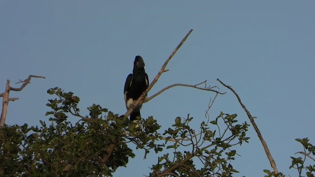 Black-and-white-casqued Hornbill - ML387554291