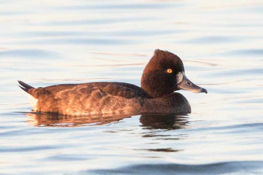 Tufted Duck - Garrett Lau