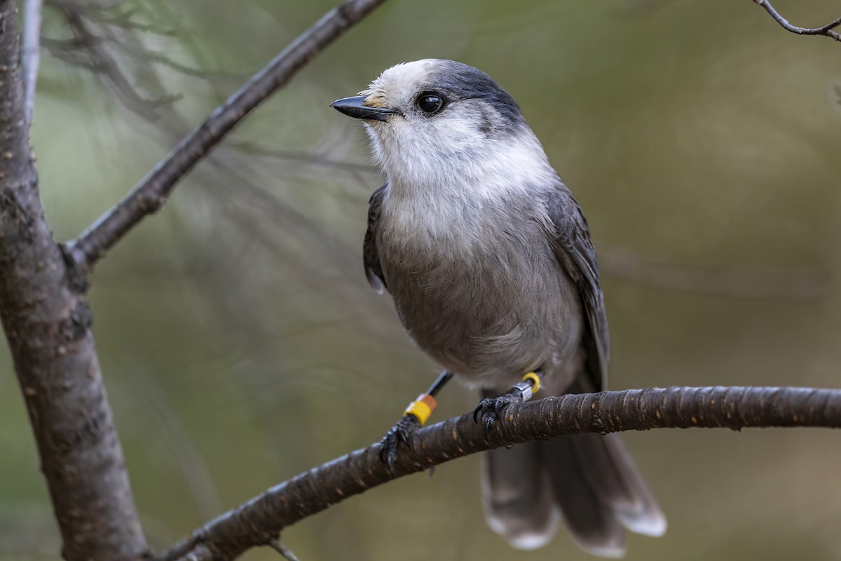 Canada Jay - ML387559291