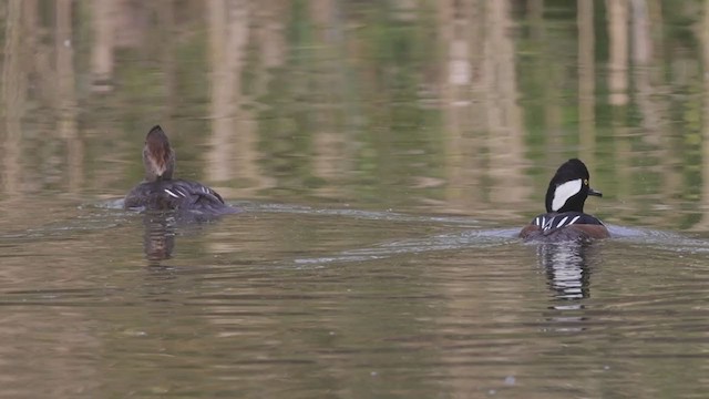 Hooded Merganser - ML387561281