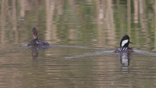 Hooded Merganser - ML387561281