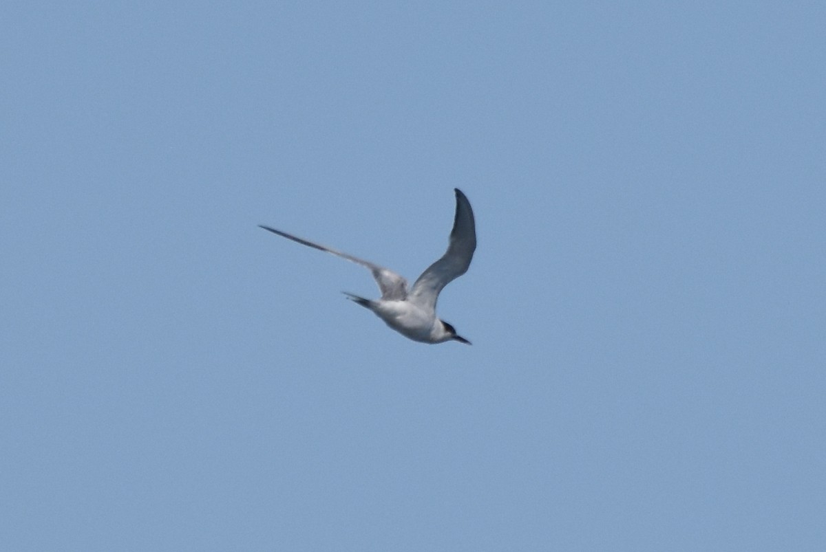 Common Tern - Naresh Satyan
