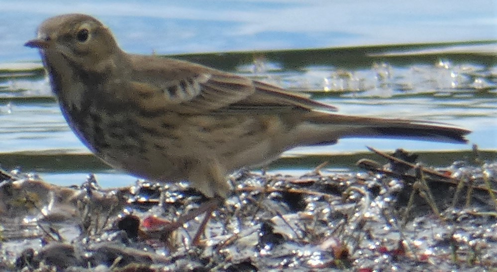 American Pipit - ML387562131