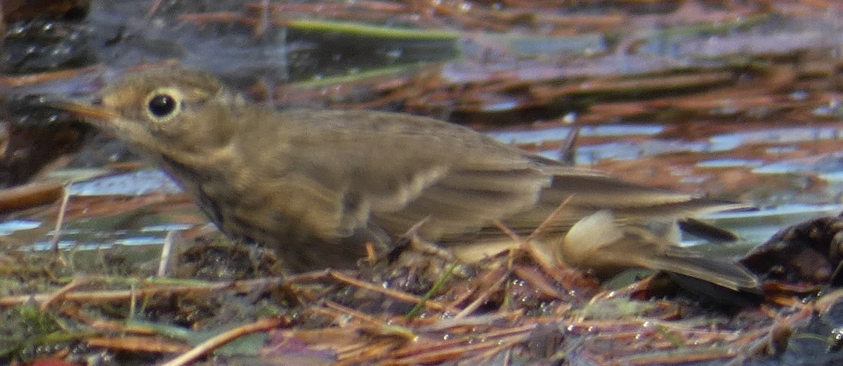 American Pipit - ML387562161