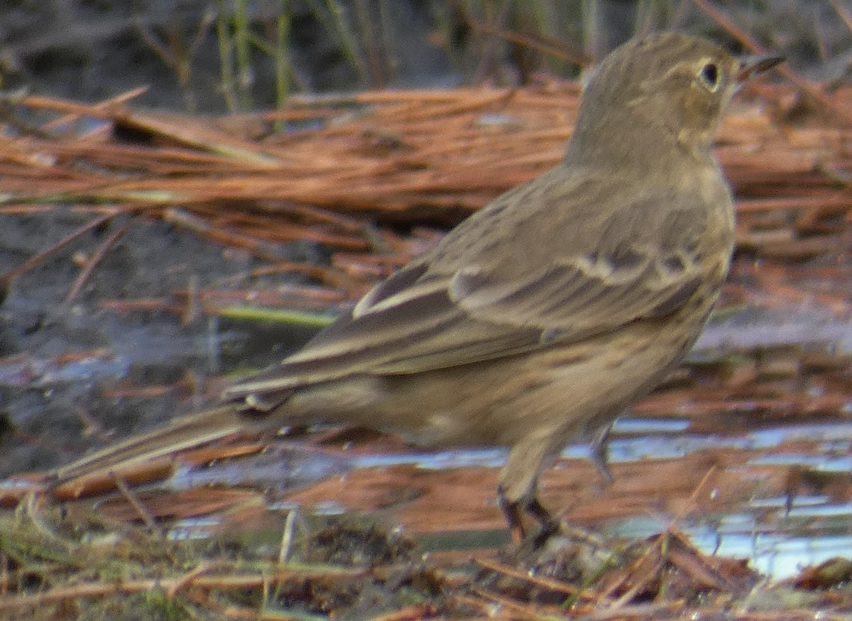 American Pipit - ML387562181