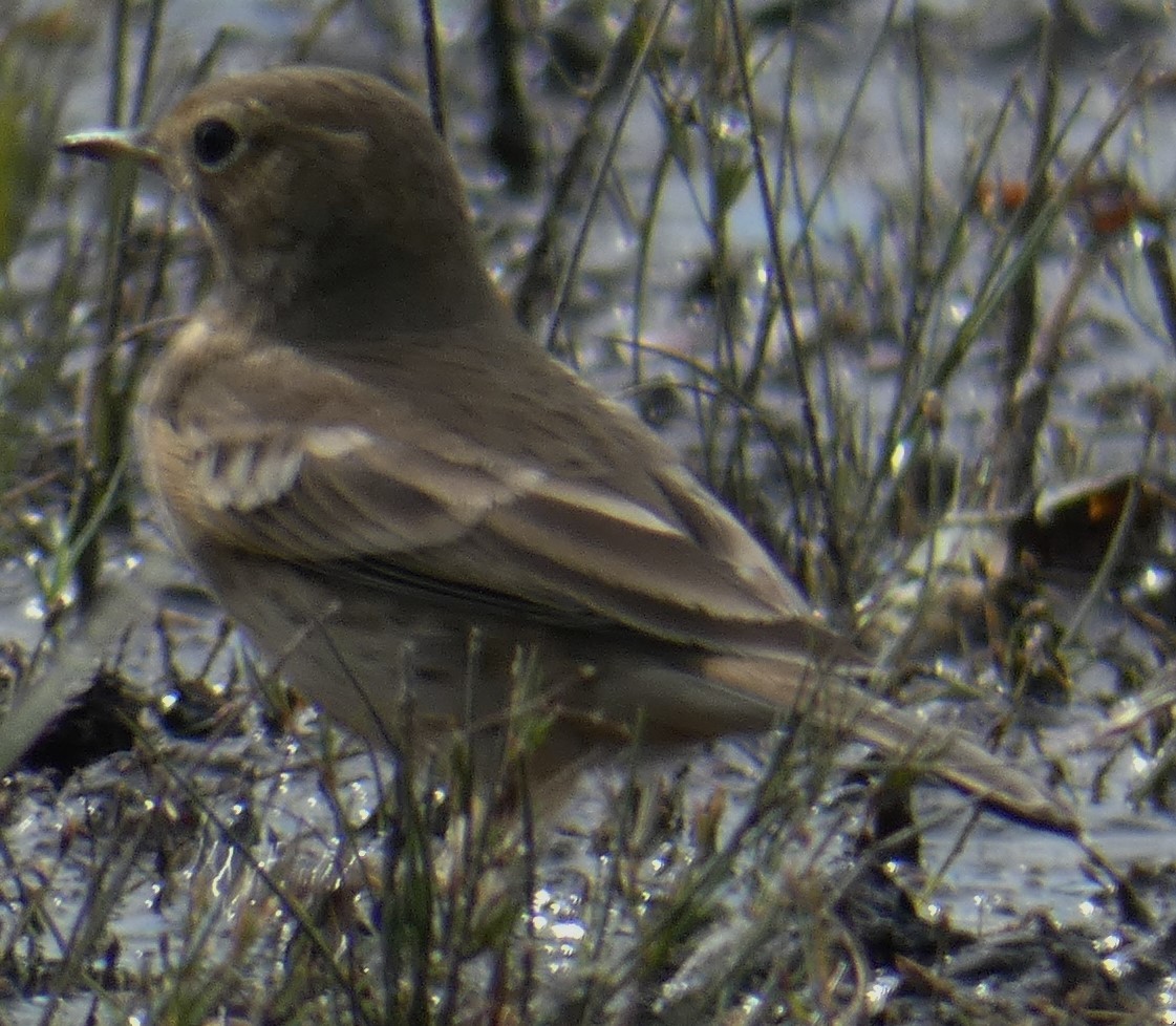 American Pipit - ML387562191