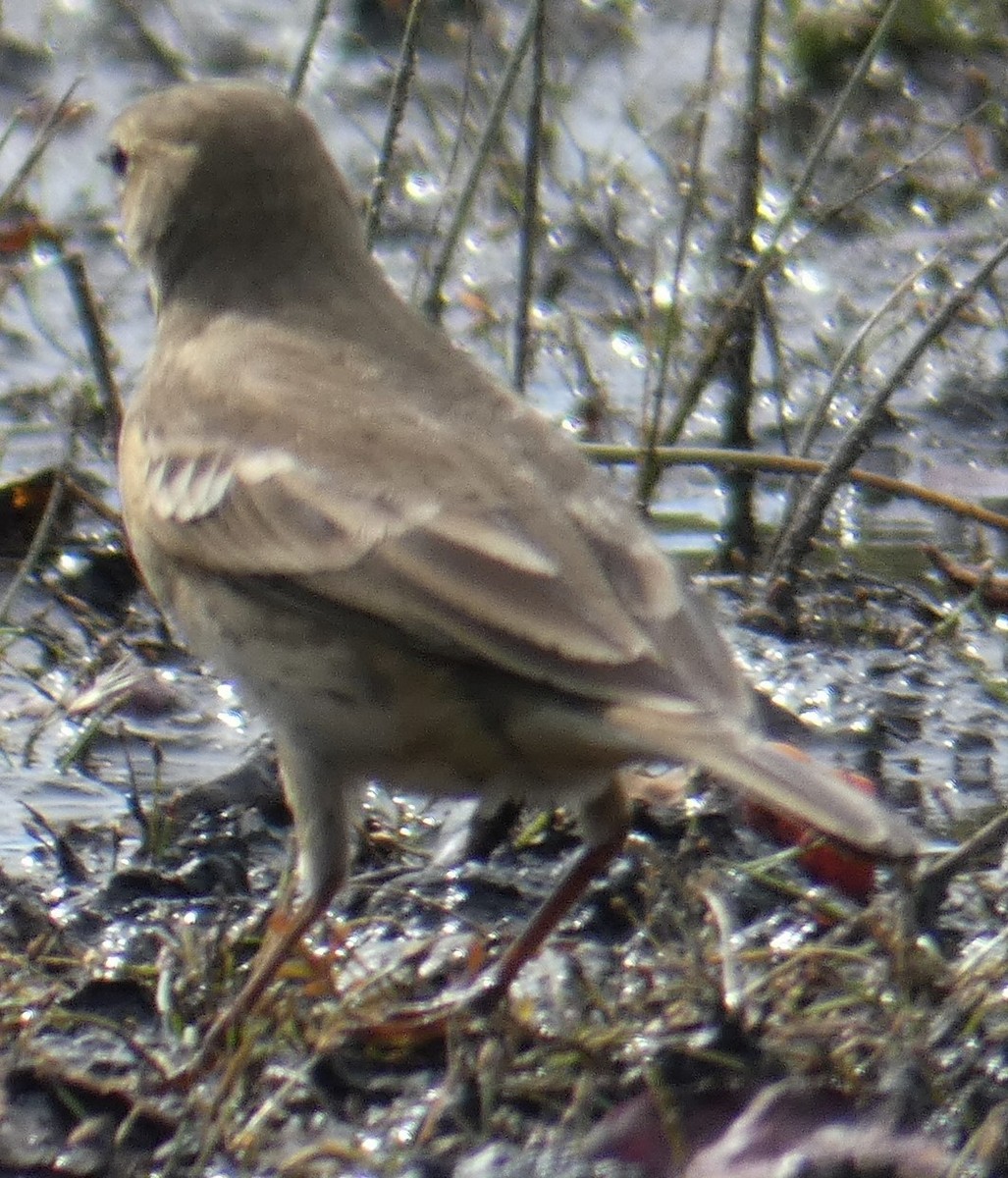 American Pipit - ML387562201