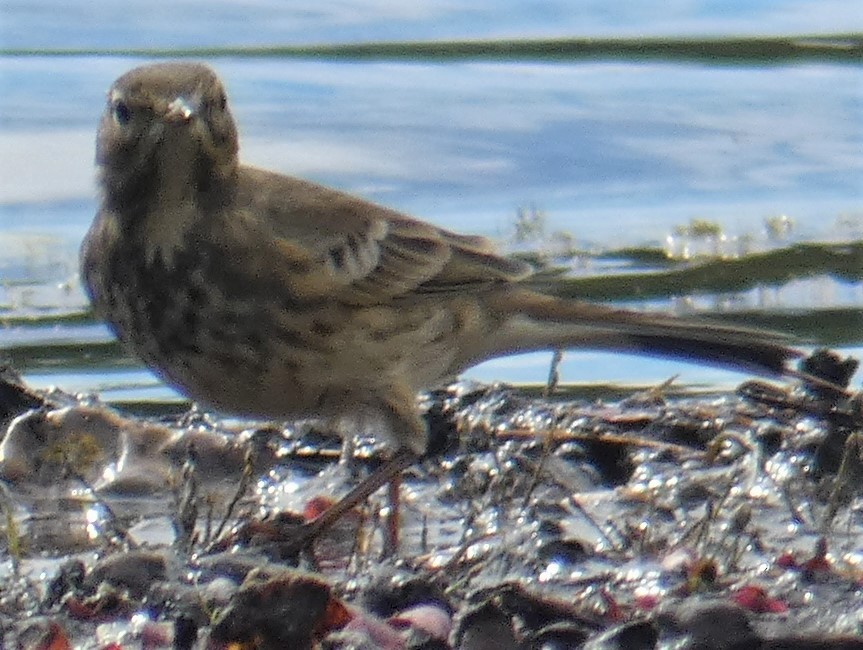 American Pipit - ML387562221