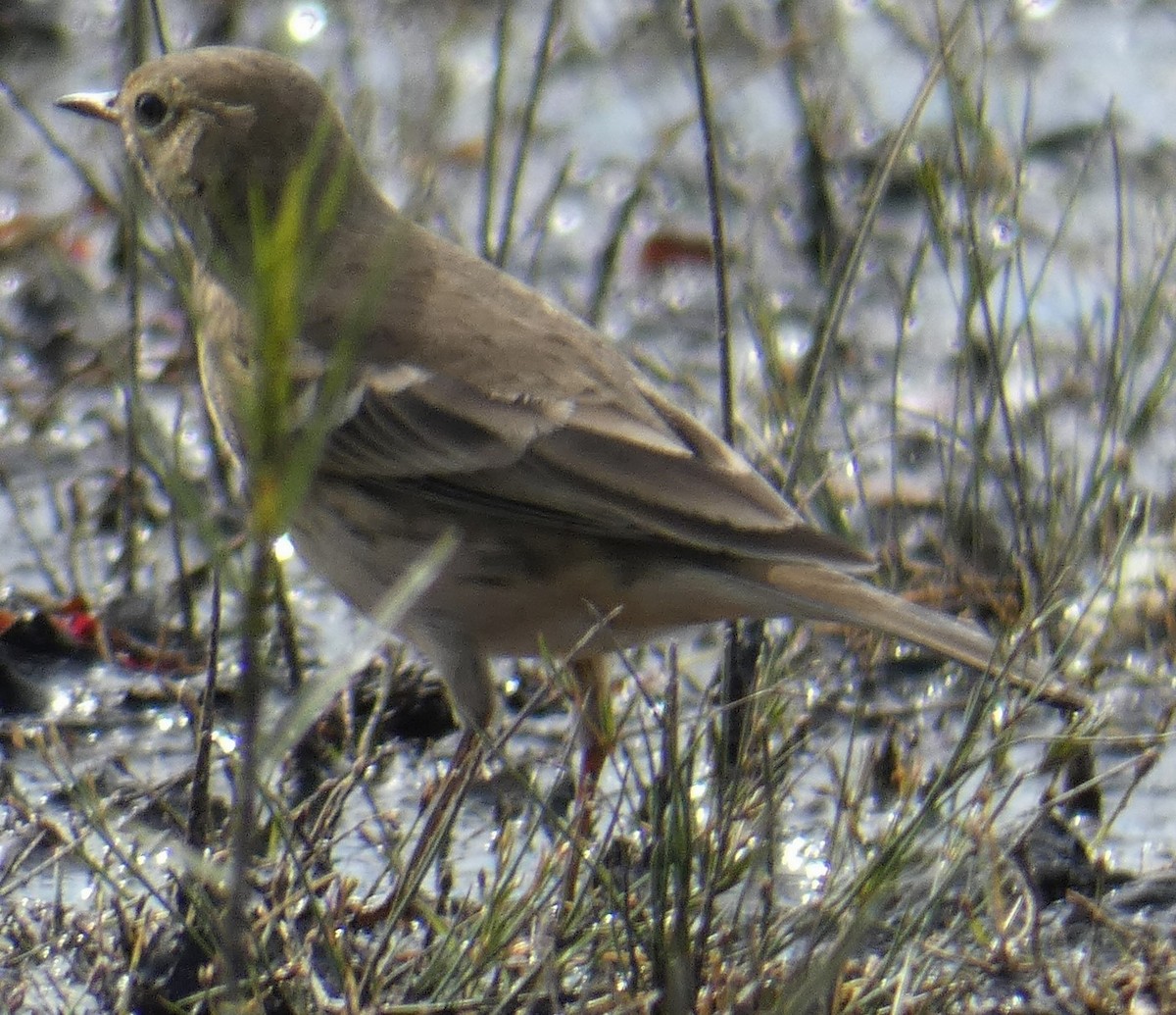 American Pipit - ML387562231
