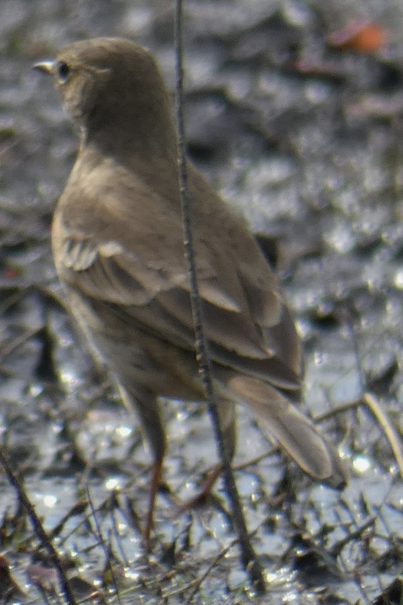 American Pipit - ML387562241