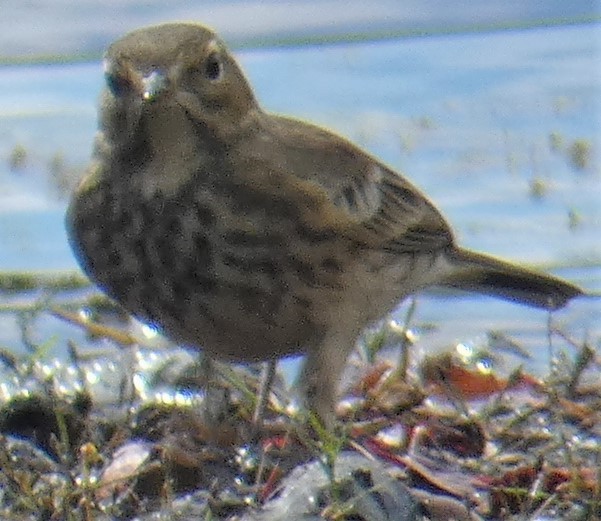 American Pipit - ML387562251