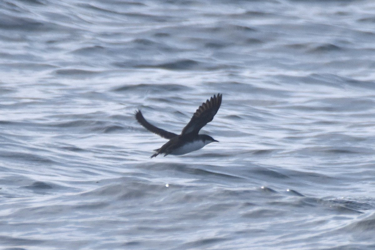 Craveri's Murrelet - Naresh Satyan