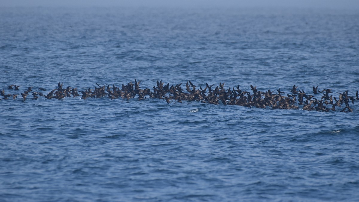 Black Storm-Petrel - Naresh Satyan