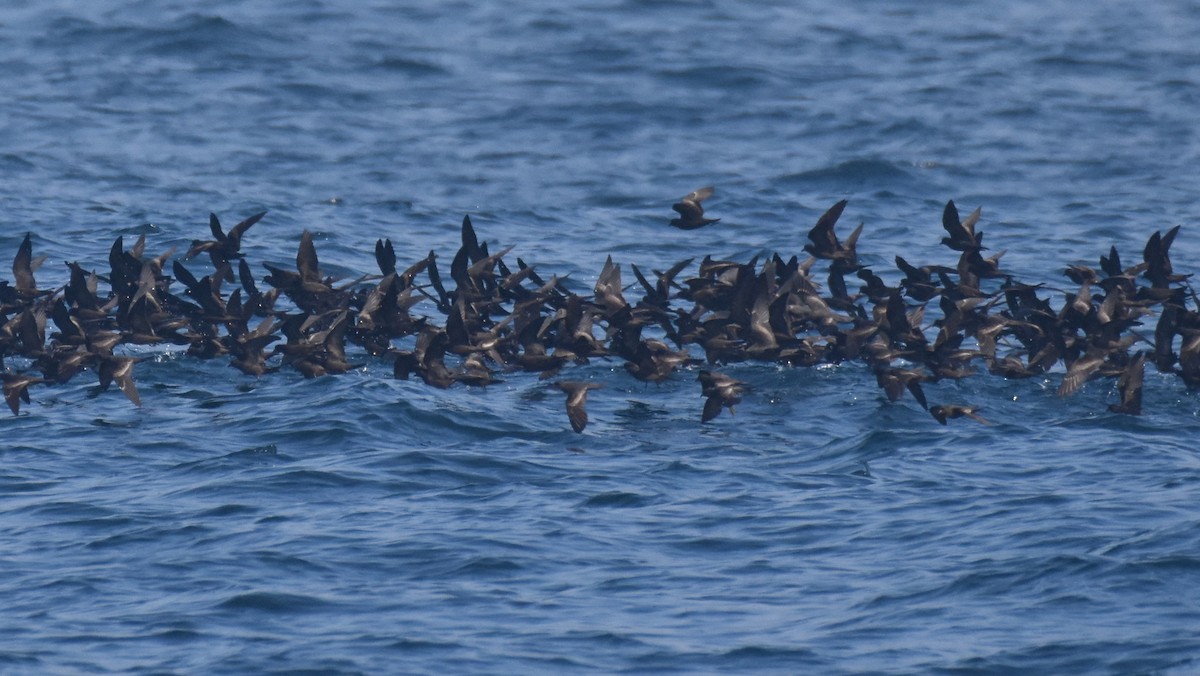 Black Storm-Petrel - ML387562771