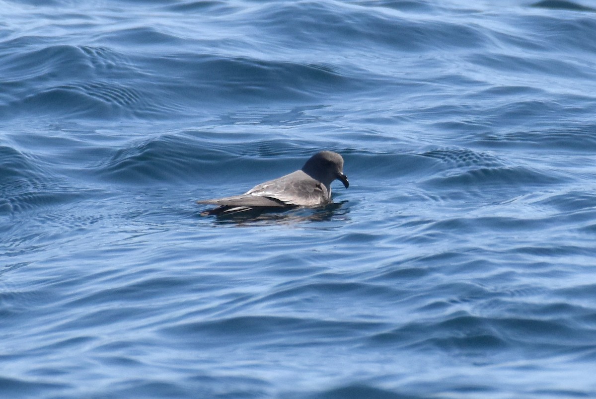 Ashy Storm-Petrel - ML387563011