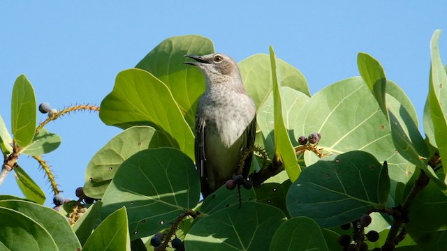 Bahama Mockingbird - ML387563521