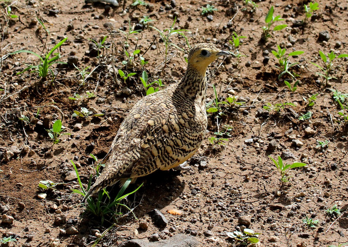 Black-faced Sandgrouse - ML387564231