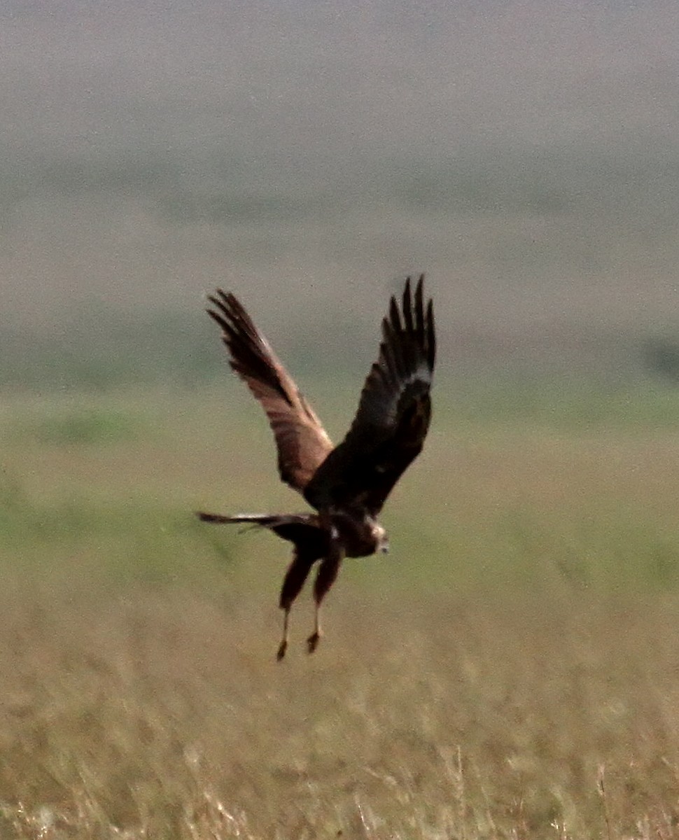 Pallid Harrier - ML387564511