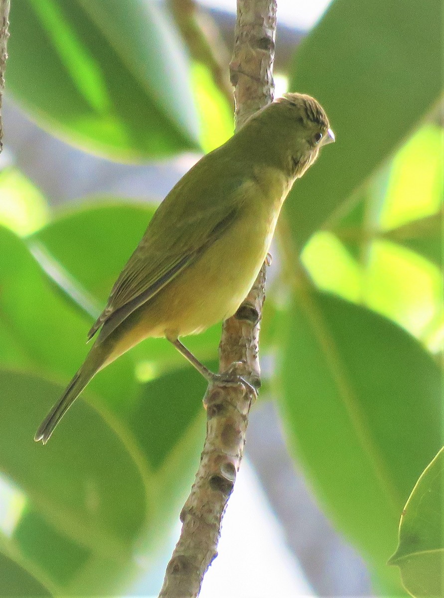 Painted Bunting - Patrick O'Driscoll