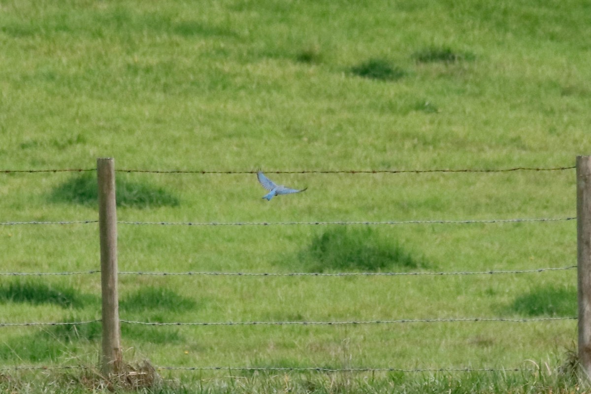 Mountain Bluebird - ML387570431