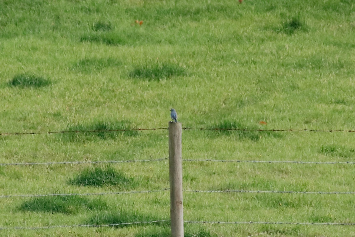 Mountain Bluebird - ML387570441