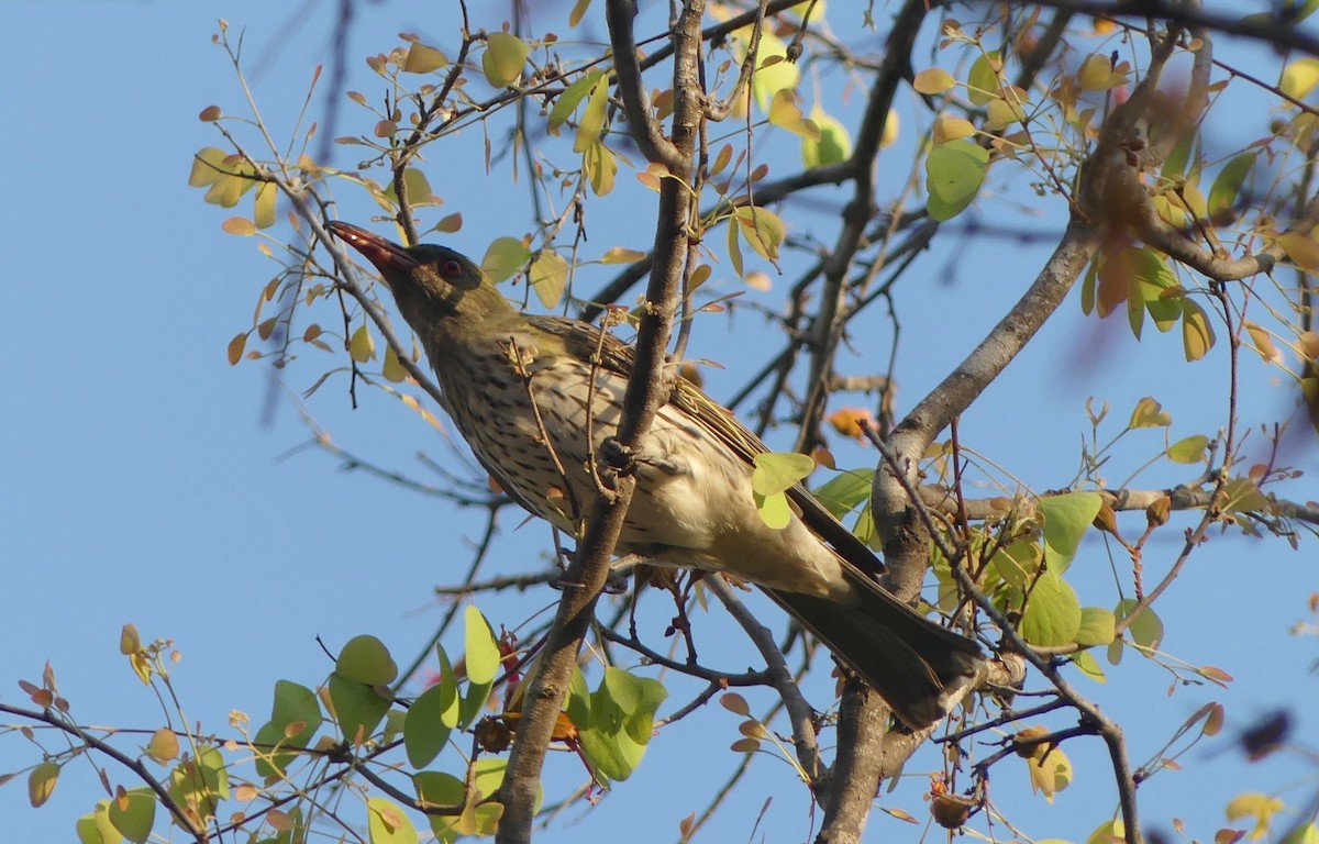 Olive-backed Oriole - ML387570891