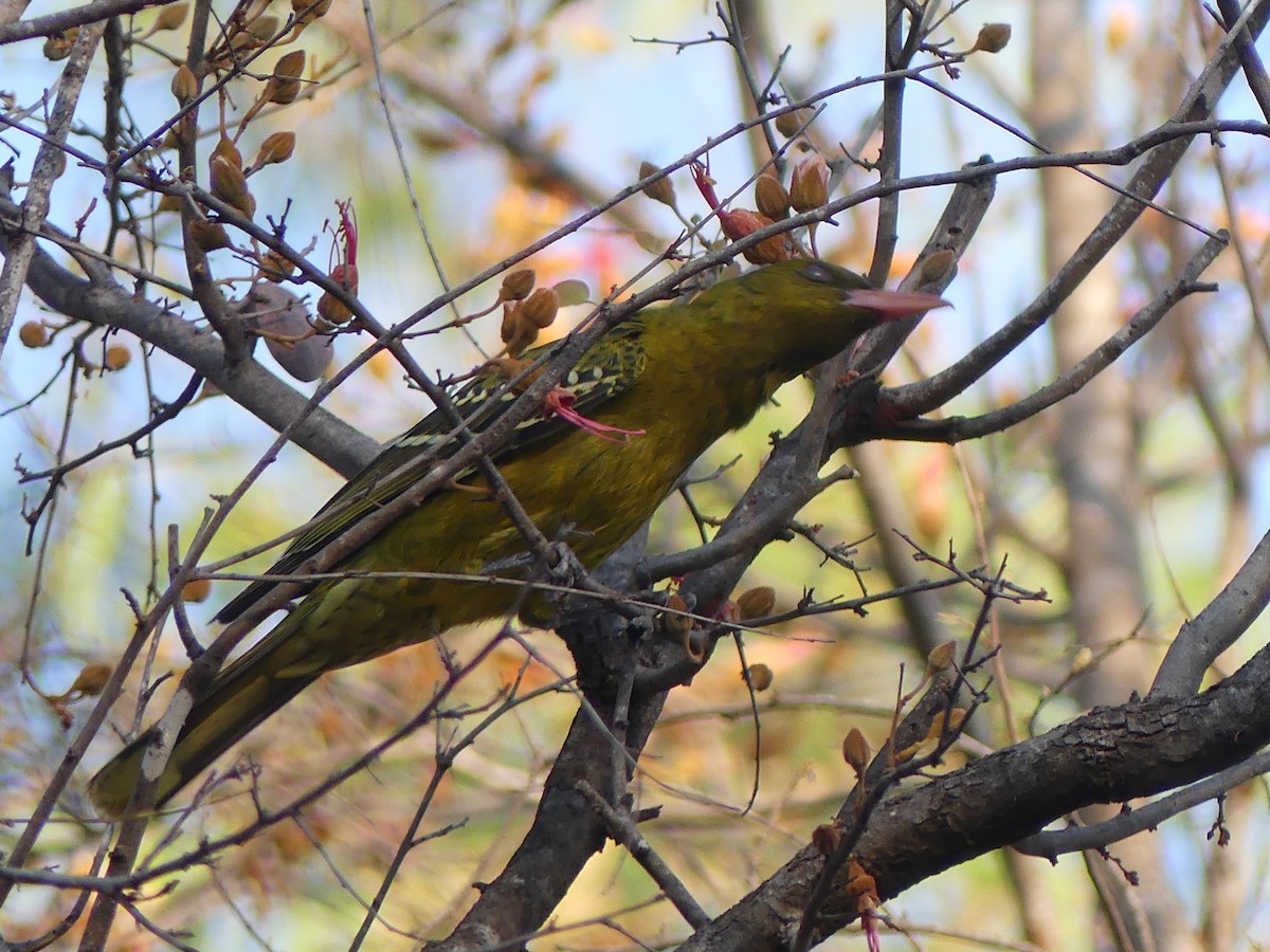 Green Oriole - Greg Neill