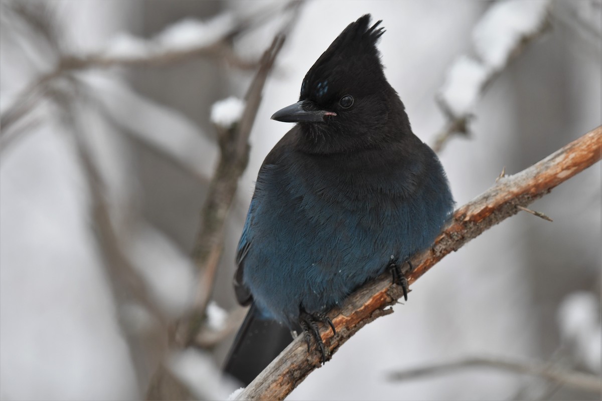 Steller's Jay (Coastal) - ML387571691