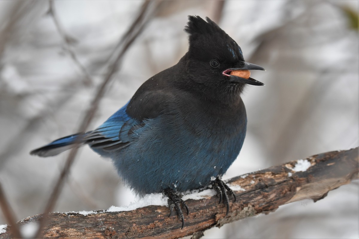 Steller's Jay (Coastal) - ML387571701