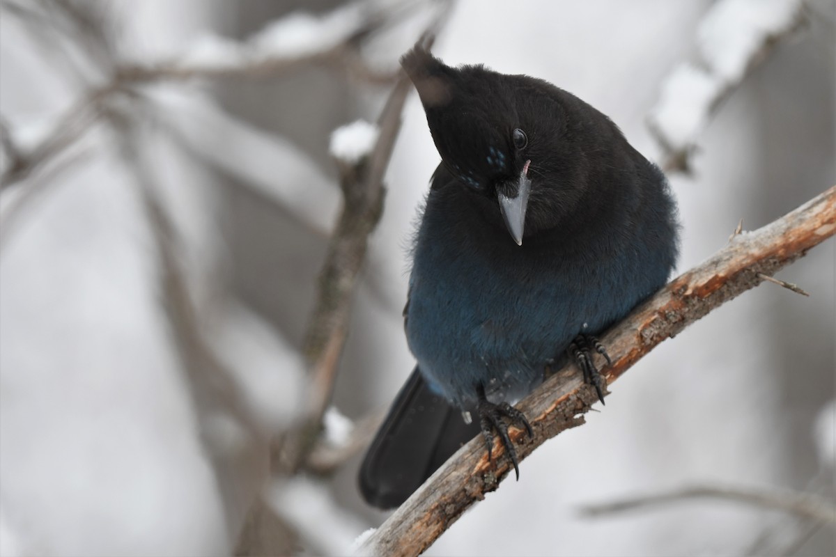 Steller's Jay (Coastal) - ML387571731