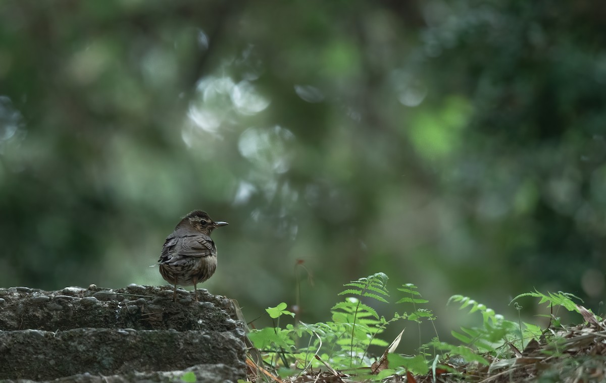 Siberian Thrush - ML387572591
