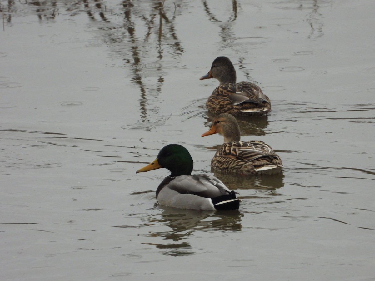 Mallard - Marcea Marine