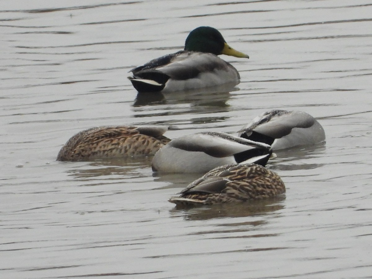 Canard colvert - ML387576801