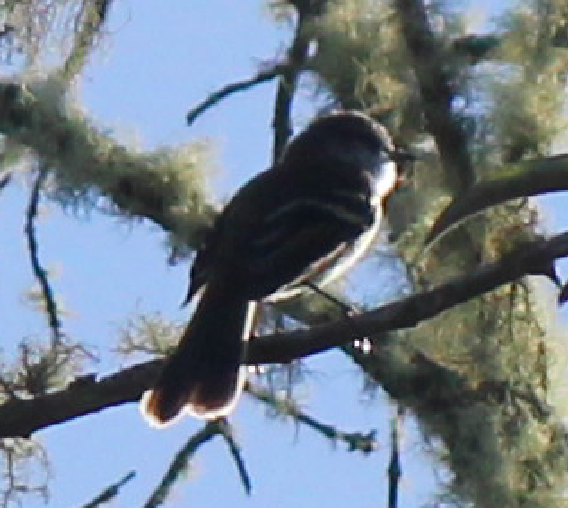 White-throated Tyrannulet - ML387577781