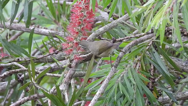 Large-billed Leaf Warbler - ML387578551