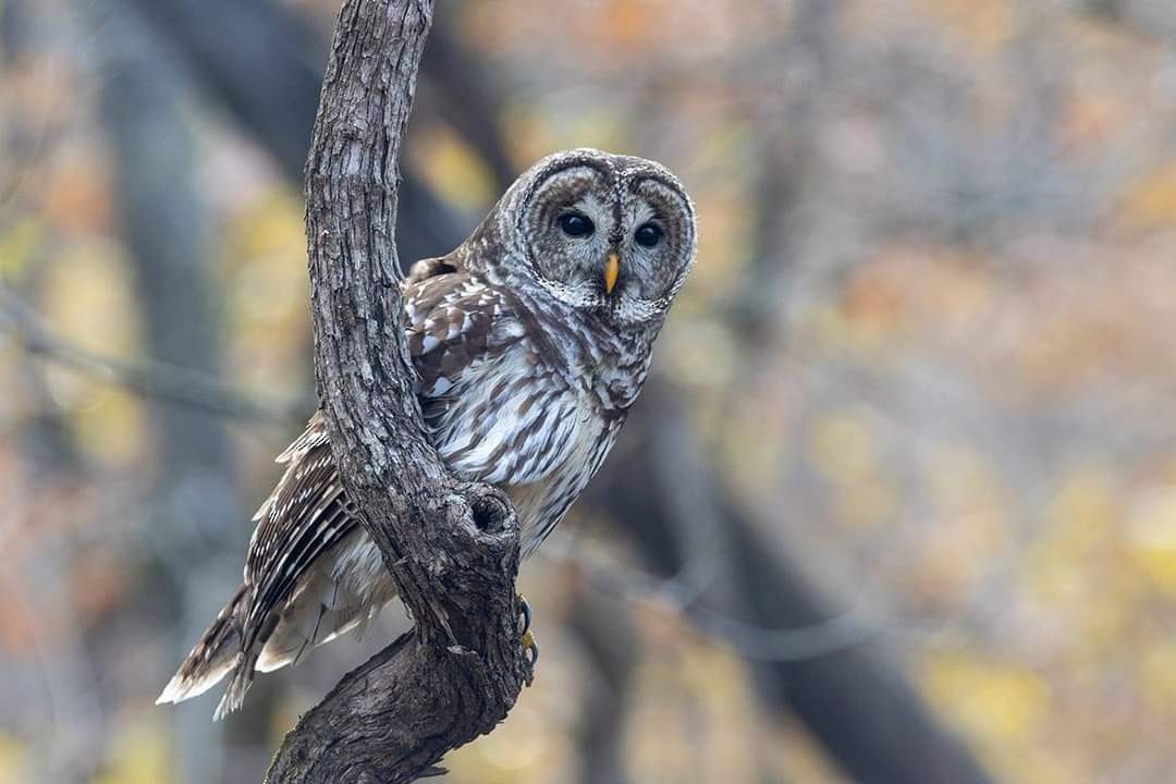 Barred Owl - ML387578951