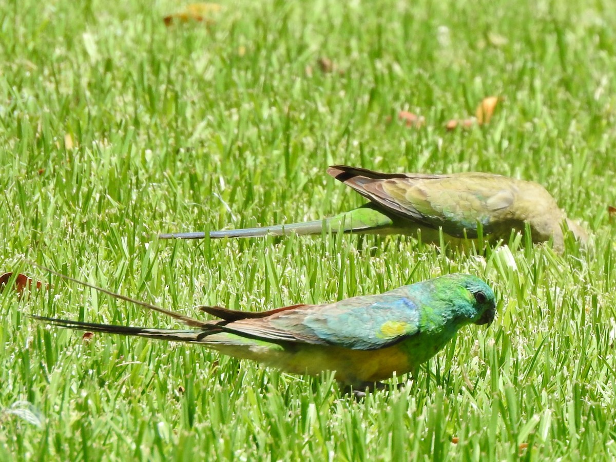 Red-rumped Parrot - ML387579741